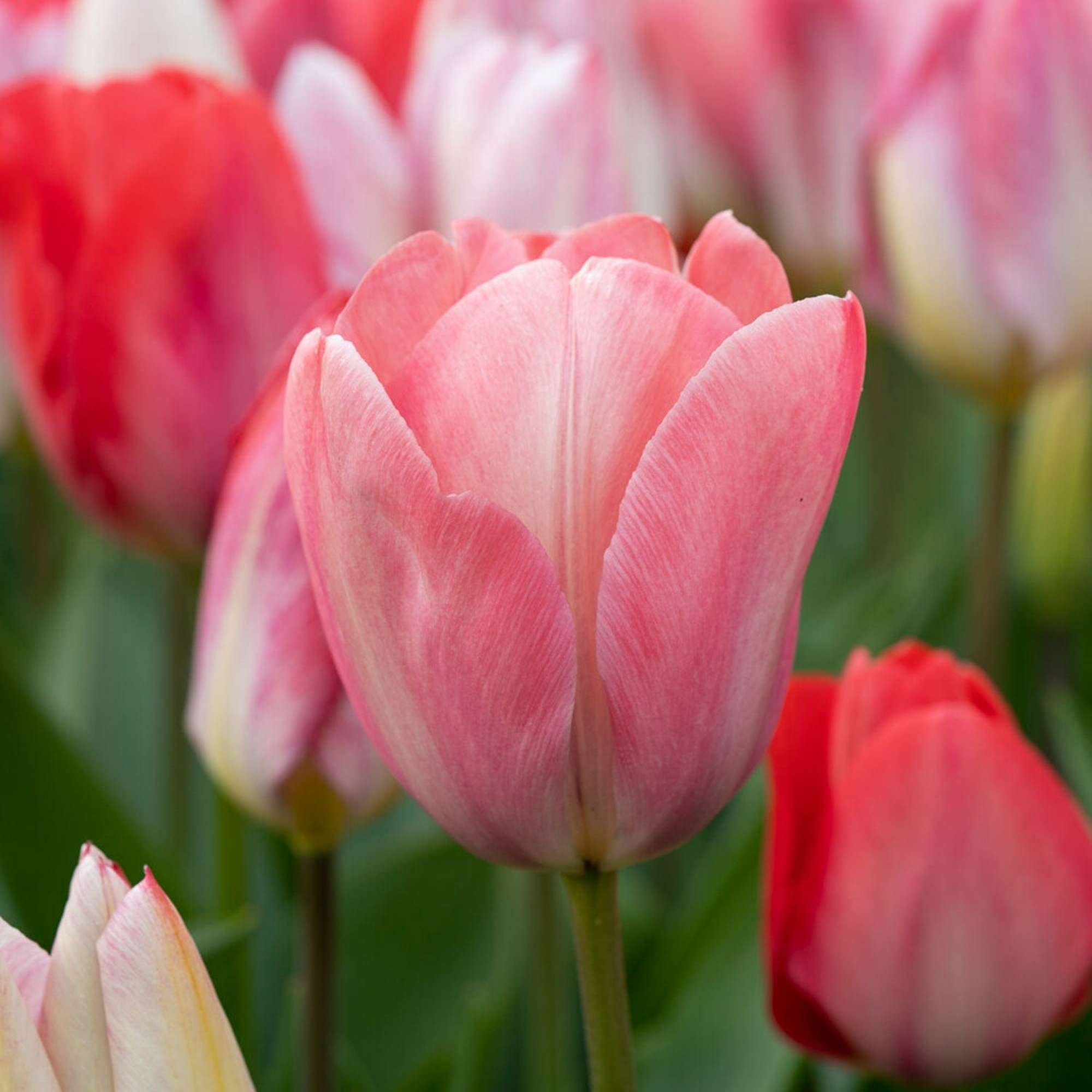Tulpe 'Mystic van Eijk'